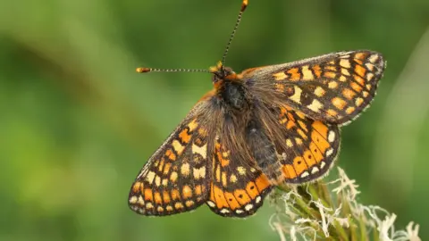 Vaughn Matthews Marsh Fritillary butterfly on grass 