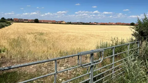 BBC/Richard Edwards A picture of a farmer's field, the grass coloured yellow because of the dry weather. New-build houses can be seen on the horizon. The bright blue sky has some low cloud in it. A metal gate is in the picture's foreground.