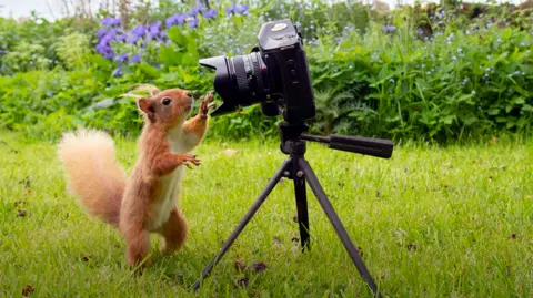 Ian Glendinning A red squirrel looking into a camera 