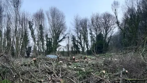 branches and logs on the ground with trees in the distance