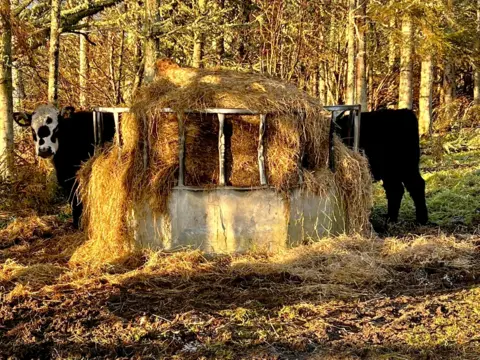 Sherry Morris Two black cows stand on either side of a round metal hay feeder in a woodland clearing. One cow looks toward the camera while the other stands partly hidden behind the feeder, giving the illusion of one very long cow.