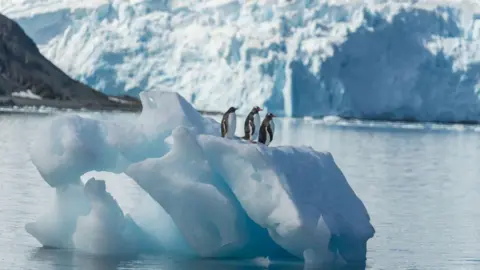 Three penguins on an iceberg at King George island