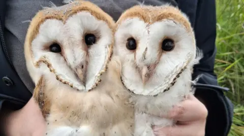 Tees Valley Wildlife Trust Two barn owls being held by someone. They look to be looking into the camera. The person holding them is wearing black and standing in front of some grass. 