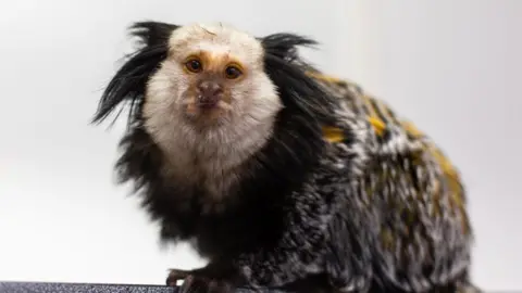 A young marmoset monkey staring at the camera