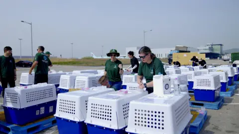 Hyunjung Kim/BBC News Rows of portable dog kennels sit outside near an airport, with people in green shirts standing among them