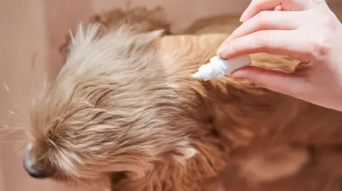 Getty Images A very furry dog getting flea treatment from a small bottle