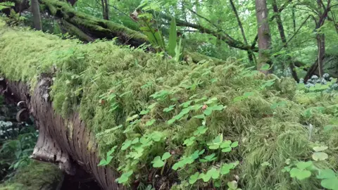 Dominique Cragg Bright green moss and clovers covering the top half of a fallen tree trunk