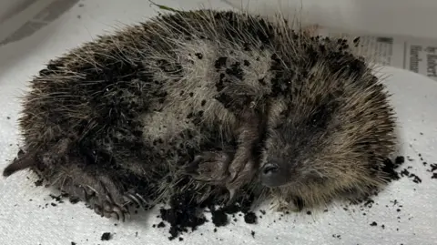 A hedgehog is lying on a white cover, with soil around it. Its eyes are open.