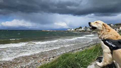 olly79/BBC Weather Watchers Golden retriever at Portmahomack