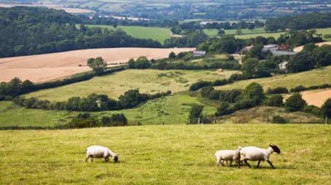 Sheep grazing on hills by Bridport, Dorset.