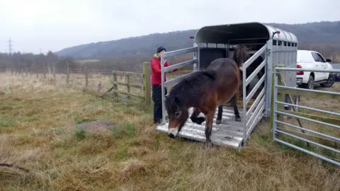 Calderdale Council An Exmoor pony walks down a ramp from a livestock trailer, with another behind it in the trailer. A person wearing winter clothing including a woolly hat and coat can be seen holding the side of the ramp. 