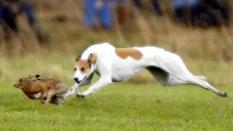 A greyhound chases a hare.