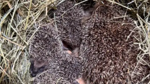 Jersey Hedgehog Preservation Group A hedgehog mother curled up with her hog lets on a pile of straw.