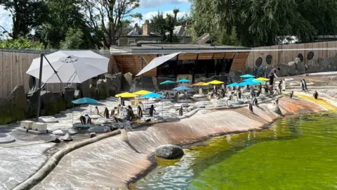 Alison Douglas A large, outdoor penguin habitat featuring numerous penguins gathered around a pool with green-tinted water, shaded by colourful umbrellas and surrounded by landscaped rocks and trees.