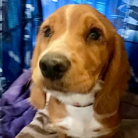 Supplied A close up shot of Ginger, a young spaniel dog with white and ginger hair and a black nose.