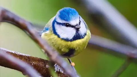 Iain Turner A blue tit with bright yellow and blue plumage sits on a branch.