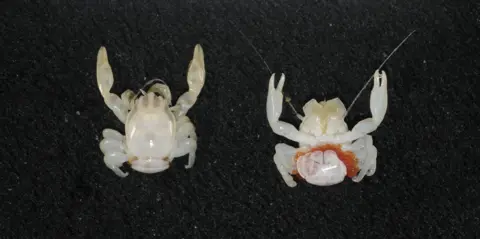 a576bbc0-ae3f-11f0-ba75-093eca1ac29b.png An almond-sized crab and a small lantern shark were found in the deep sea
