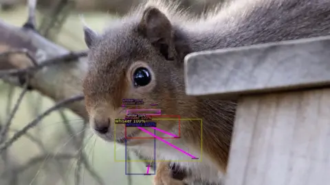 Gensys Engine A red squirrel with its whiskers highlighted in boxes by an AI system