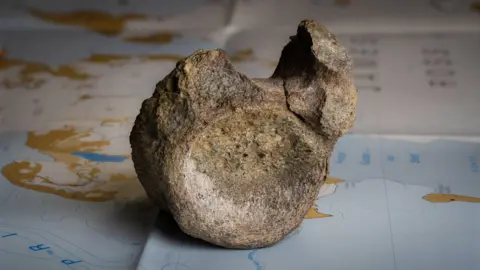A fossilised dark brown, mottled bone is sitting on a map of Antarctica on a table. It is on a blue area of the map and areas of brown and white are behind it. The bone is a vertebrae with a round, concave, circular area facing the camera with a lump sticking up on the right hand side. Slightly further back a smaller lump is poking up on the left. There is a dip in between them. 
