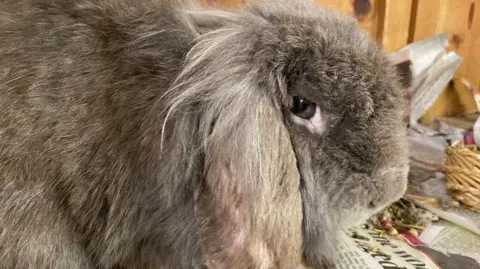 Long-haired, lop-eared grey rabbit looking at the camera. It is virtually filling the photo and a newspaper is visible below.