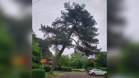 A large tree leaning over a car park