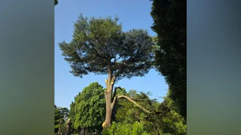 James Wide shot of a large cedar tree