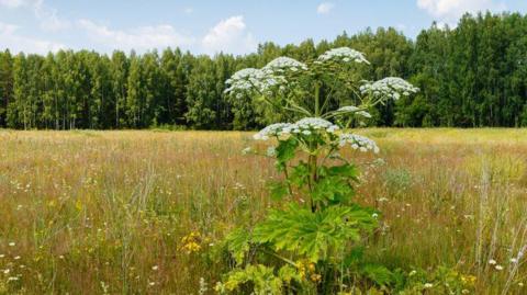 Giant Hogweed, which is tall and leafy with white flowers, in a field