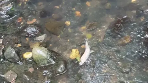 David North  Dead fish floating in river