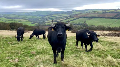 BBC Four water buffalo in a field on Exmoor National Park. They are all stood up and all have sets of large horns. They also have tags in their ears. One is looking directly at the camera.