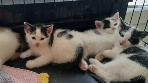 Three tiny kittens in a cage. All are black and white in colour.