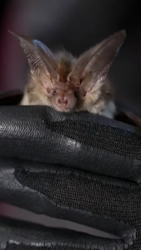 A brown bat being held by a hand wearing gloves. 