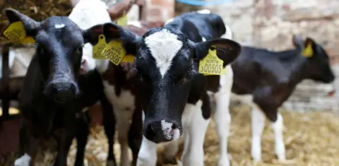 REUTERS/Andrew Yates Black and white calves on a Dairy farm