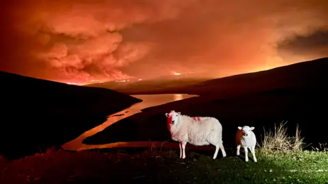 A sheep and a lamb are pictured standing on a hill in a valley. Behind them is a night sky lit up in red by wildfires in the distance.
