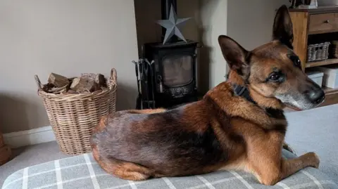 A Belgian Malinois dog, which looks similar to a German shepherd, is laying on the edge of a grey checked sofa by a log burner and basket full of wood. It has a dark and light brown coat and is peering over its shoulder at the camera with pointy ears.