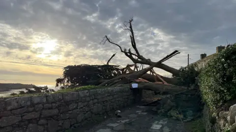 A tree felled by the winds lies over a lane and stone wall. The trunk and its branches are splintered, To the left is the sea and a hazy sunshine shining over it.