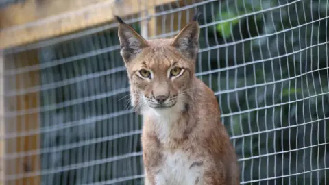 Lynx at zoo