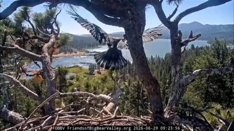 Young bald eagle taking flight