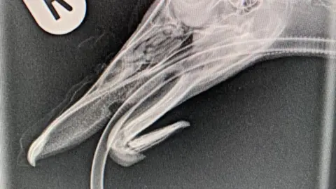 Wildlife Rescue - Moyles Court An X-Ray of a duck in profile. The bottom part of the beak is clearly bent out of shape, with its tip pointing back in the direction of the duck's neck. A tube can be seen running through the duck's mouth and down its neck. 