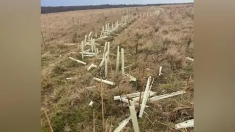 Northumberland Wildlife Trust View of newly planted trees, very small, with smashed guards - there are dozens of them stretching from the foreground to the background in a line, in scrubbly grass.