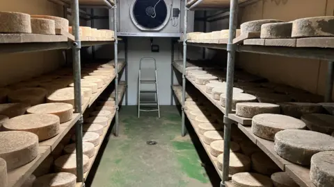 A storage room with shelving either side is stocked with wheels of Double Gloucester cheese which is left to mature over a number of months. At the back of the room is a fan which controls the temperature. A step ladder is resting on the back wall. 