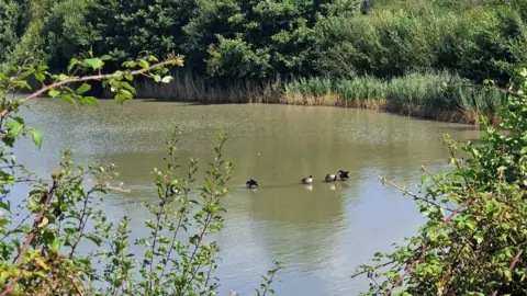 Stacey Johns Four ducks can be seen on the water - which is brown in colour - with trees and hedges surrounding the bank