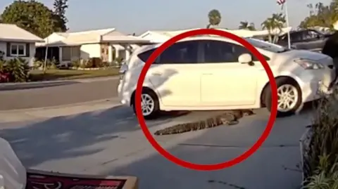 A parked white car with an alligator under it highlights with a red circle. 