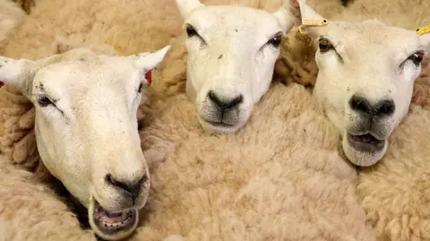 A close-up of three sheep in a row, bunched up together, with thick fleeces.