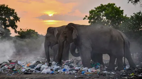 Elephants walking around a rubbish dump