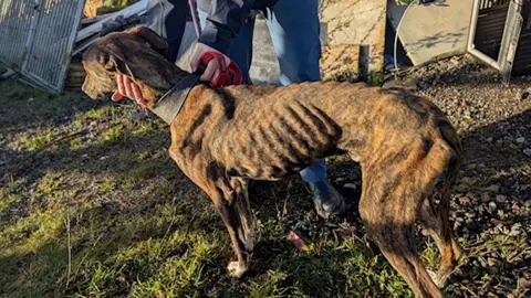 RSPCA Emaciated brindle and white lurcher puppy standing on grass with an RSPCA officer out of the shot holding him with a lead. The site at an allotment has broken items in the background. 
