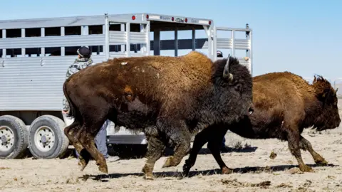 Doug Spriggs/InterTribal Buffalo Council Bison being released onto tribal lands
