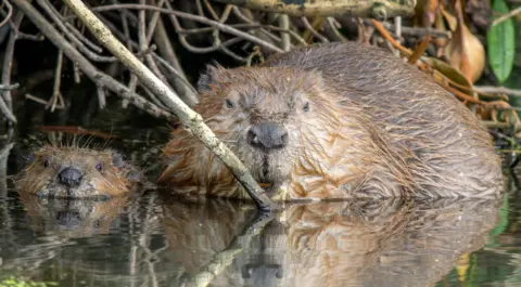 PA Media Two beavers in water 