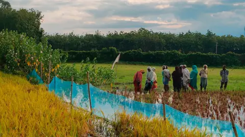 Alahi Shahriar Nazim/BBC People standing in a field across a blue net with trees in the background and a bright blue sky