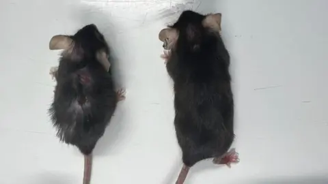 MRC Laboratory of Medical Sciences/Duke University Two mice, both the same age, the one on the left has aged normally, but the one of the right has been given an anti-ageing drug