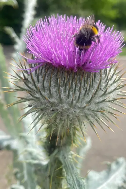 Brian Williamson A yellow and black bee perched on top of a thistle which is purple and green.